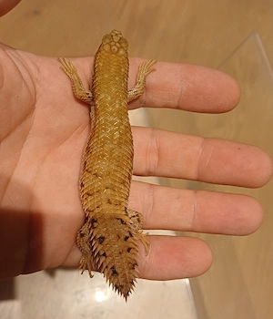 Egernia depressa Zwergstachelskink Bild 2