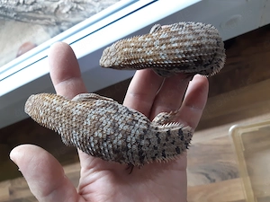Egernia depressa Zwergstachelskink Bild 3