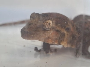    Flechtengeckos