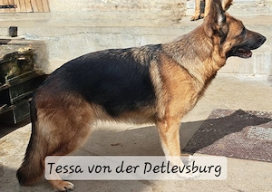 Sie darf auch in ein privates Zuhause ausziehen.