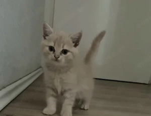 kitten abgabe ab sofort 