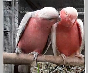 Vogelverkauf