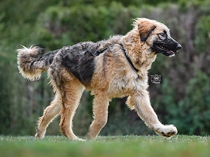 Lilu sucht ihr Zuhause Bild 4