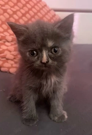kitten sucht ein zuhause