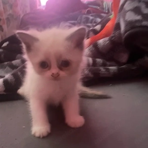 kitten sucht ein zuhause 