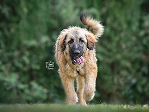 Lilu sucht ihr Zuhause Bild 6