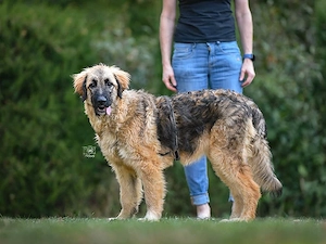Lilu sucht ihr Zuhause