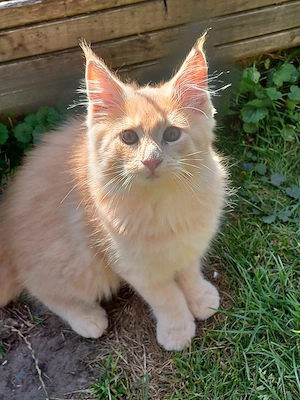 Maine Coon Jungkater 3Monate alt reinrassig