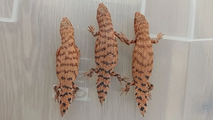 Egernia epsisolus Pilbara Stachelskink