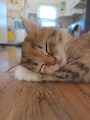 Sibirische Waldkatzen-Kitten