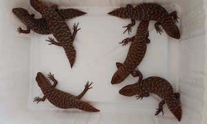 Egernia stokesii Stachelschwanzskink