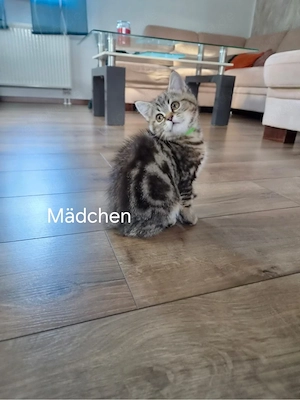 BKH Kitten