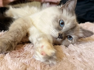    Liebevolle Heilige-Birma-BKH-Mix-Katze sucht ihr Für-immer-Zuhause   