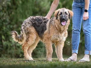 Lilu sucht ihr Zuhause Bild 7