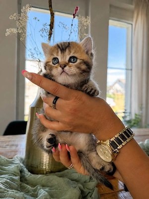 Wunderschöne BKH Kitten   4 Mädchen in verschiedenen Golden-Farben
