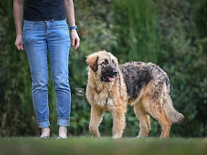 Lilu sucht ihr Zuhause Bild 8