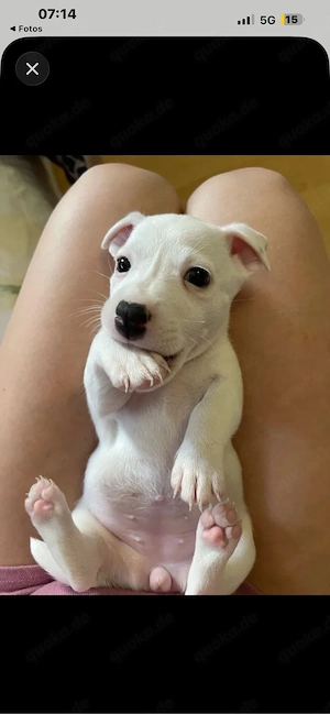 Jack Russell Terrier suchen neun Haus