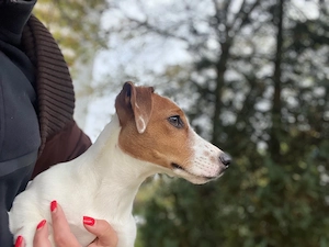 Jack Russell Terrier suchen neun Haus