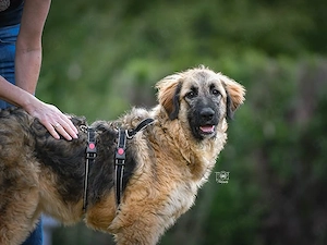 Lilu sucht ihr Zuhause Bild 9