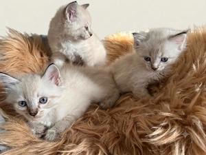 Maine-Coon-Mix-Kitten