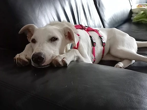 Artemis sucht sein Zuhause Bild 3