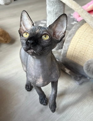 Canadian Sphynx Kitten 