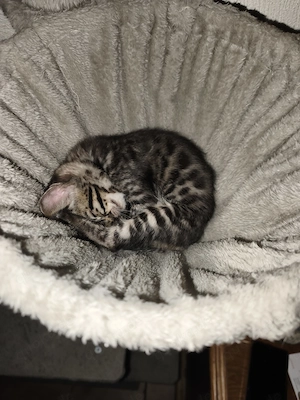 Bengal Kitten Babys Bild 4