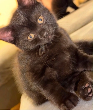 Britische Kurzhaar katze 