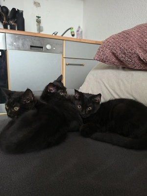 Süße BKH Kätzchen in liebevolle Hände abzugeben    Bild 2