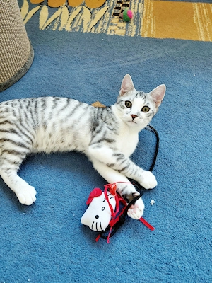  Bkh-Mix Kitten Hübscher 
