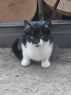 Baby Katzen, junge Katzen , Katzen 