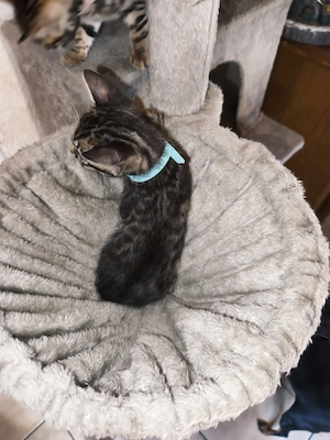 Bengal Kitten Babys Bild 5