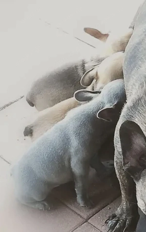 Französische Bulldogge Welpen