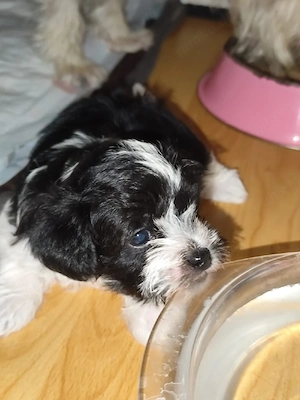 MaltipooMix welpen Hybridhunde 