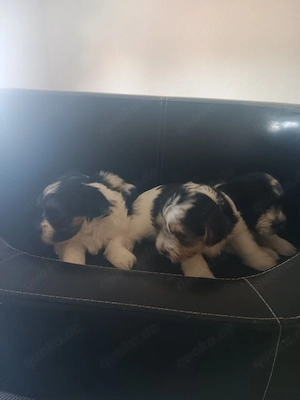 MaltipooMix welpen Hybridhunde 