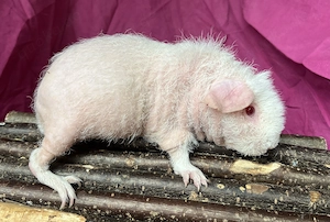 Skinny Pig Werwolf Frühkastrat