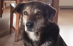 Der liebevolle Cujo sucht ein Zuhause