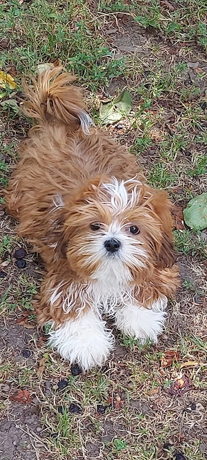 Shih Tzu Welpe Mädchen