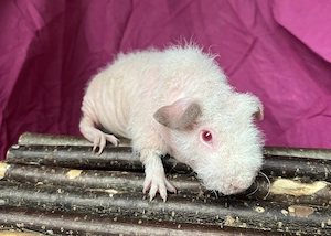 Skinny Pig Werwolf Frühkastrat  Bild 2