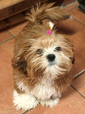 Shih Tzu Welpe Mädchen