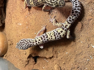 Nachzucht von sehr schönen Leopardgeckos