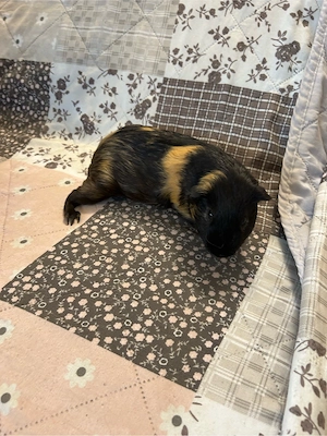 meerschweinchen mönnlich 14 Wochen alt sucht WG