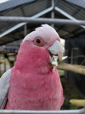 Rosa Kakadu Pärchen 