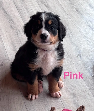 Berner Sennen Hunde Welpe Bild 5