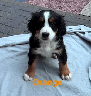 Berner Sennen Hunde Welpe Bild 8