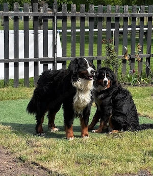 Berner Sennen Hunde Welpe Bild 2