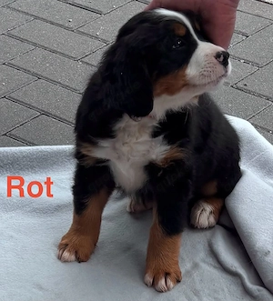 Berner Sennen Hunde Welpe Bild 4