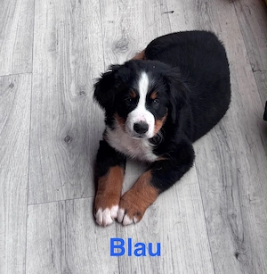 Berner Sennen Hunde Welpe Bild 6