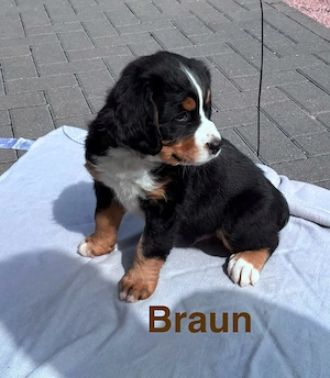 Berner Sennen Hunde Welpe