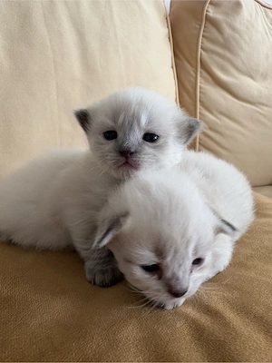 Süße BKH Kitten abzugeben